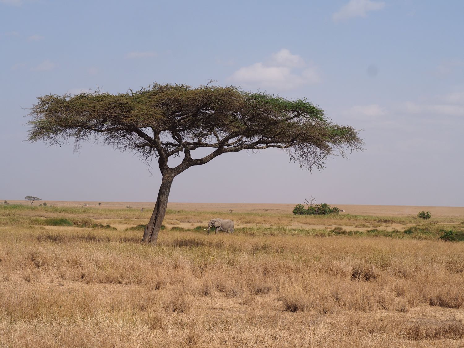 Gallery - Maasai Hero Safaris